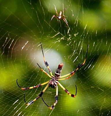 [A close view through the web of an underside of a female with a small spider above her on the web.]